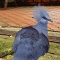 image western-crowned-pigeon-common-crowned-pigeon-blue-crowned-pigeon-merpati-mahkota-goura-cristata-14-klbp-jpg