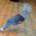 image western-crowned-pigeon-common-crowned-pigeon-blue-crowned-pigeon-merpati-mahkota-goura-cristata-6-klbp-jpg