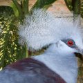 image western-crowned-pigeon-common-crowned-pigeon-blue-crowned-pigeon-merpati-mahkota-goura-cristata-8-klbp-jpg
