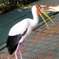 image yellow-billed-stork-ranggung-muncung-kuning-mycteria-ibis-11-klbp-jpg