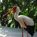 image yellow-billed-stork-ranggung-muncung-kuning-mycteria-ibis-8-klbp-jpg