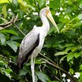 image yellow-billed-stork-ranggung-muncung-kuning-mycteria-ibis-juvenile-12-klbp-jpg
