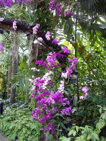 image 07-purple-dendrobium-and-phalaenopsis-orchids-jurong-bird-park-sg-2011-jpg