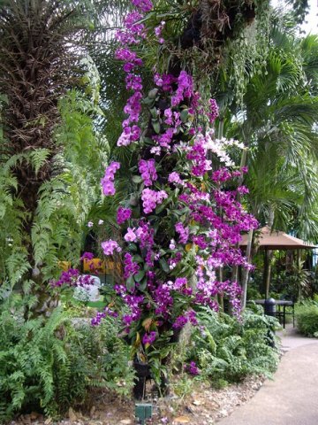 image 08-purple-dendrobium-and-phalaenopsis-orchids-jurong-bird-park-sg-2011-jpg