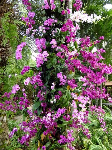 image 09-purple-dendrobium-and-phalaenopsis-orchids-jurong-bird-park-sg-2011-jpg