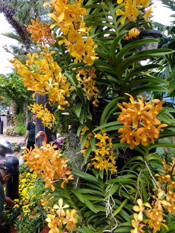 image 11-orange-vanda-orchids-jurong-bird-park-sg-2011-jpg