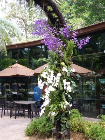 image 13-white-phalaenopsis-and-purple-vanda-orchids-jurong-bird-park-sg-2011-jpg