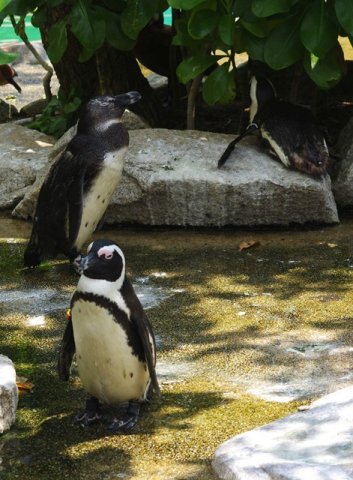 image african-penguin-jackass-penguin-spheniscus-demersus-1-jbp-sg-2011-jpg