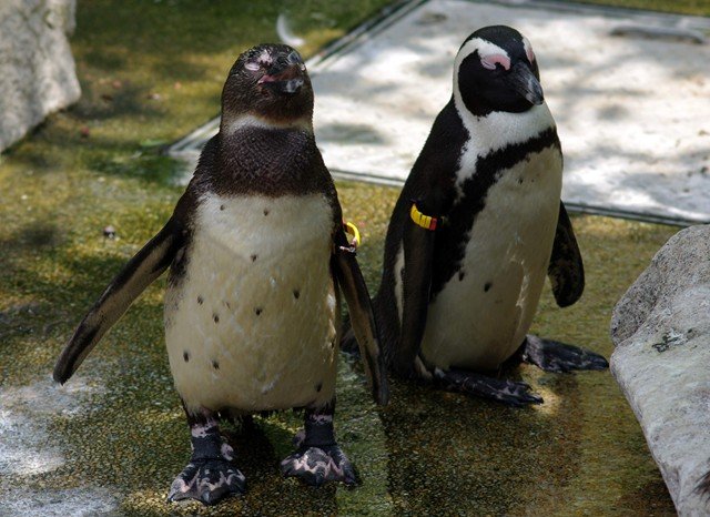 image african-penguin-jackass-penguin-spheniscus-demersus-2-jbp-sg-2011-jpg