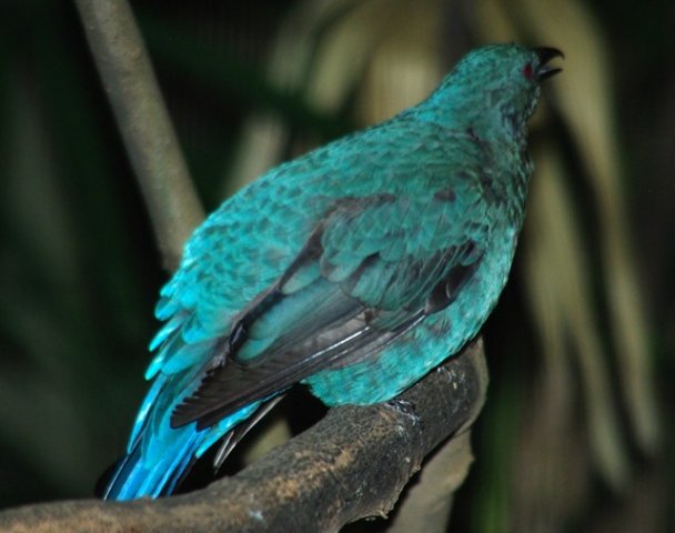 image asian-fairy-bluebird-irena-puella-female-jbp-sg-2011-jpg