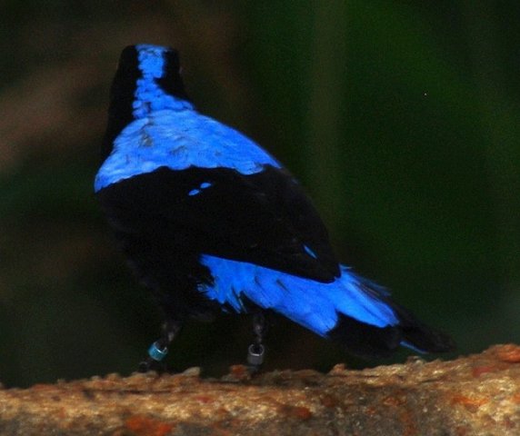 image asian-fairy-bluebird-murai-gajah-irena-puella-male-1-jbp-sg-2011-jpg
