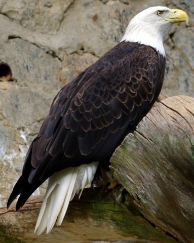 image bald-eagle-halieetus-leucocephalus-2010-jpg