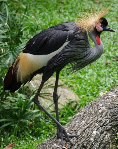 image black-crowned-crane-balearica-pavonina-1-2010-jpg