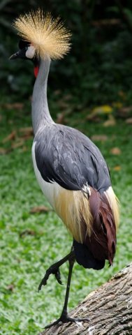 image black-crowned-crane-balearica-pavonina-2-2010-jpg