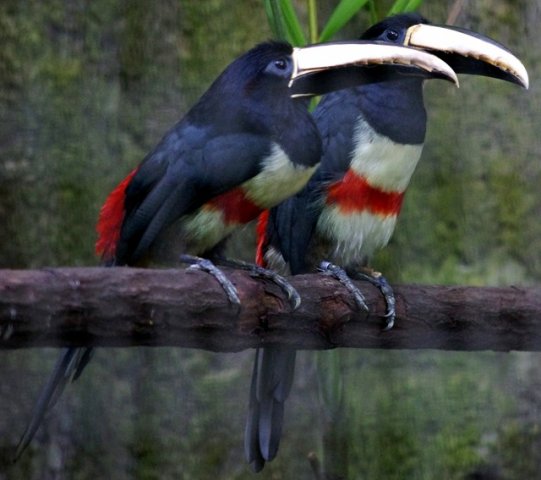 image black-necked-aracari-pteroglossus-aracari-2-2010-jpg