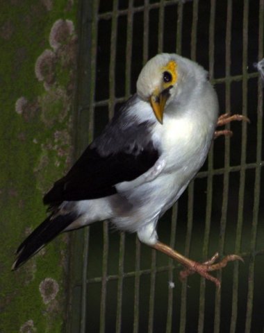 image black-winged-myna-white-breasted-starling-acridotheres-melanopterus-1-jbp-sg-2011-jpg