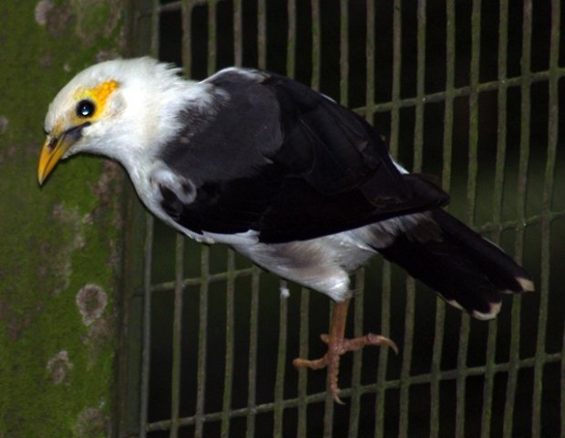image black-winged-myna-white-breasted-starling-acridotheres-melanopterus-2-jbp-sg-2011-jpg