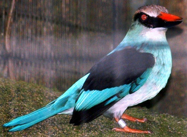 image blue-breasted-kingfisher-halcyon-malimbica-1-2010-jpg