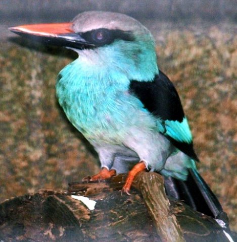 image blue-breasted-kingfisher-halcyon-malimbica-2-2010-jpg