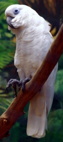 image blue-eyed-cockatoo-cacatua-ophthalmica-2010-jpg