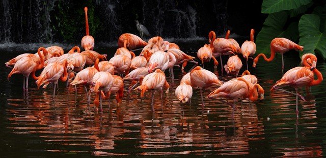 image caribbean-flamingo-american-flamingo-rosy-flamingo-phoenicopterus-ruber-2010-jpg