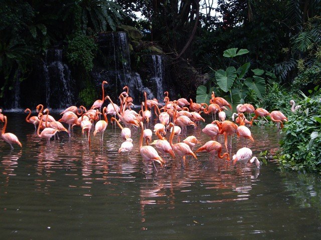 image caribbean-flamingos-phoenicopterus-ruber-1-jbp-sg-2011-jpg