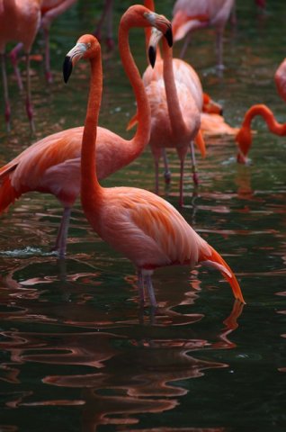 image caribbean-flamingos-phoenicopterus-ruber-2-jbp-sg-2011-jpg