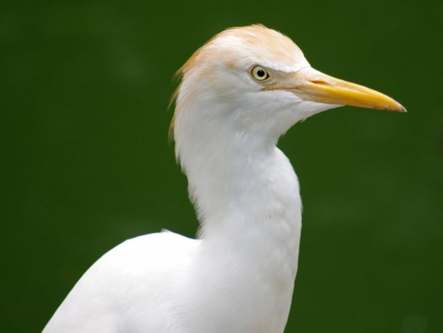 image cattle-egret-buff-backed-heron-bulbulcus-ibis-2-jbp-sg-2011-jpg