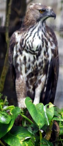 image changeable-hawk-eagle-spizaetus-cirrhatus-2010-jpg