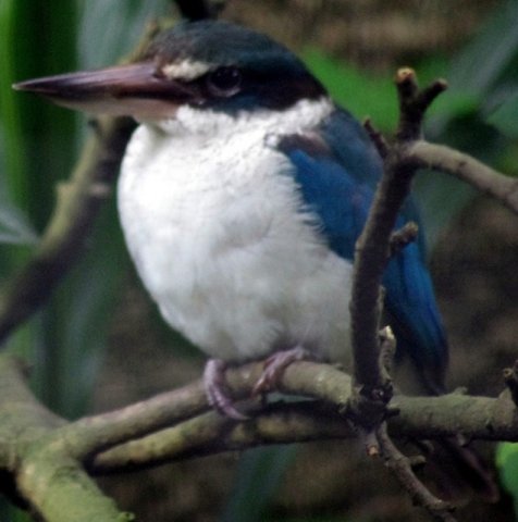 image collared-kingfisher-halcyon-chloris-humii-2-2010-jpg