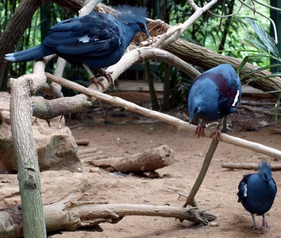 image common-crowned-pigeons-goura-cristata-1-2010-jpg