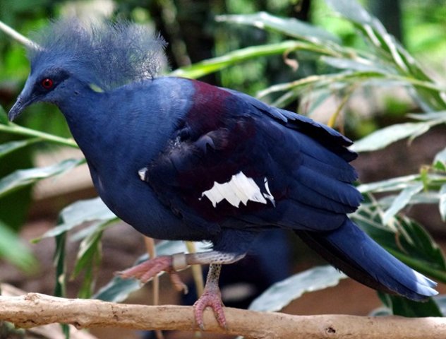 image common-crowned-pigeons-goura-cristata-2-2010-jpg
