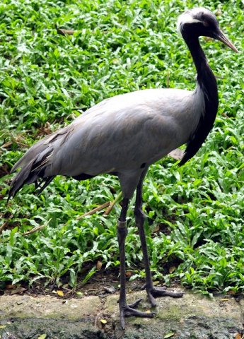 image demoiselle-crane-anthropoides-virgo-2010-jpg
