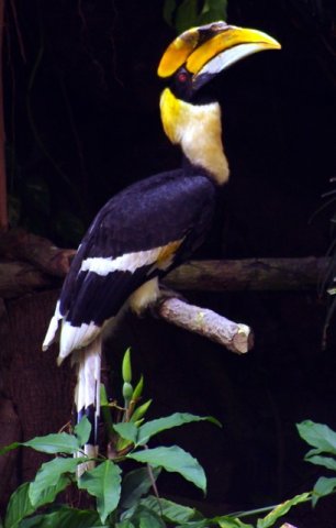 image great-pied-hornbill-great-indian-hornbill-buceros-bicornis-1-2010-jpg