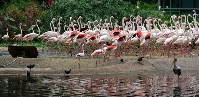 image greater-flamingoes-phoenicopterus-roseus-1-2010-jpg
