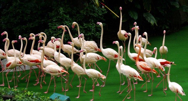 image greater-flamingoes-phoenicopterus-roseus-2-2010-jpg