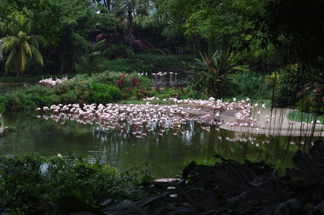 image greater-flamingos-phoenicopterus-roseus-1-jbp-sg-2011-jpg