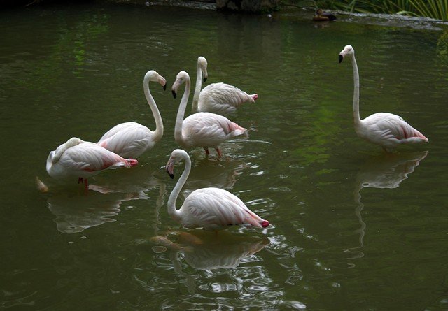 image greater-flamingos-phoenicopterus-roseus-2-jbp-sg-2011-jpg