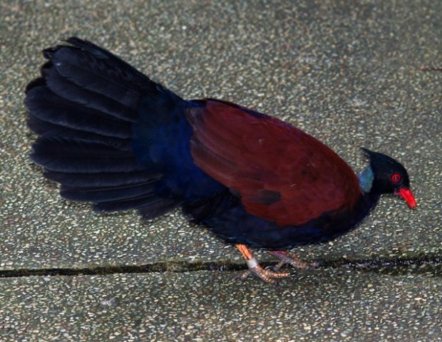 image green-naped-pheasant-pigeon-merpati-penggali-tanah-otidiiphaps-nobilis-1-jbp-sg-2011-jpg
