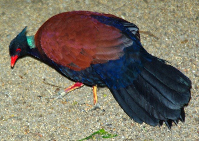 image green-naped-pheasant-pigeon-merpati-penggali-tanah-otidiiphaps-nobilis-2-jbp-sg-2011-jpg