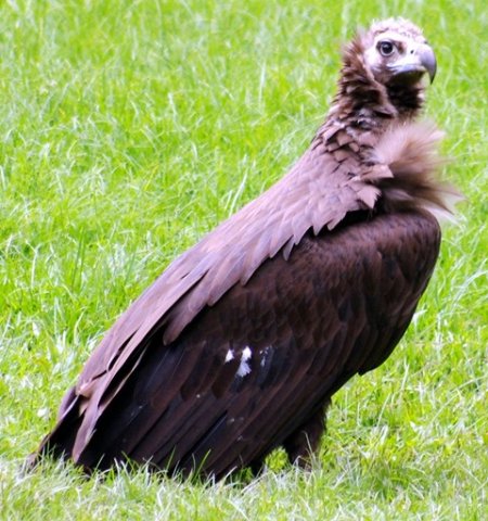 image hooded-vulture-necrosyrtes-monachus-1-2010-jpg