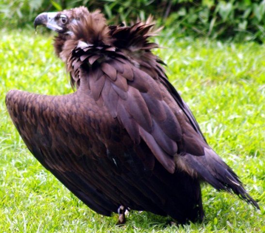 image hooded-vulture-necrosyrtes-monachus-2-2010-jpg