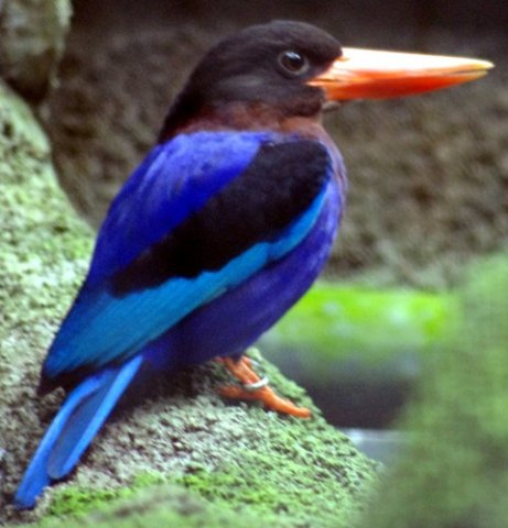image javan-kingfisher-halcyon-cyanoventris-2010-jpg
