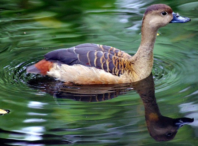 image lesser-whistling-duck-dendrocygna-javanica-2010-jpg