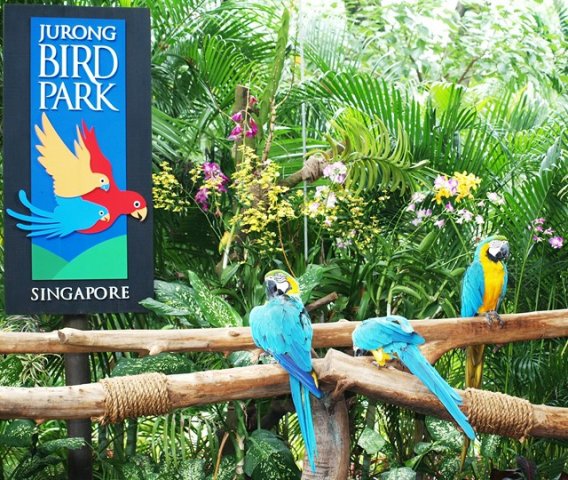 image macaw-blue-and-yellow-macaw-ara-ararauna-2010-jpg