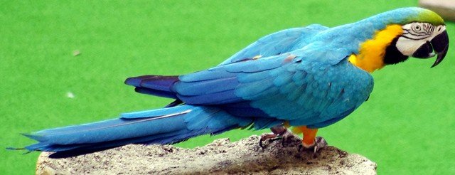 image macaw-blue-and-yellow-macaw-ara-ararauna-1-2010-jpg