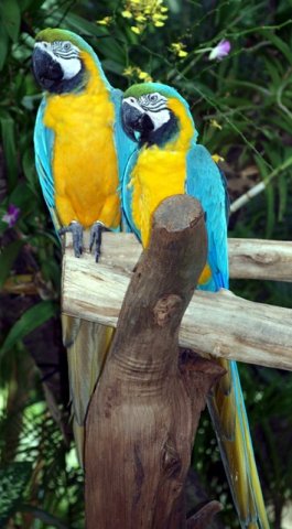 image macaw-blue-and-yellow-macaw-ara-ararauna-2-2010-jpg