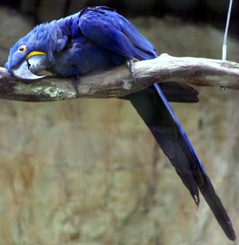 image macaw-hyacinth-macaw-anodorhynchus-hyacinthinus-1-2010-jpg
