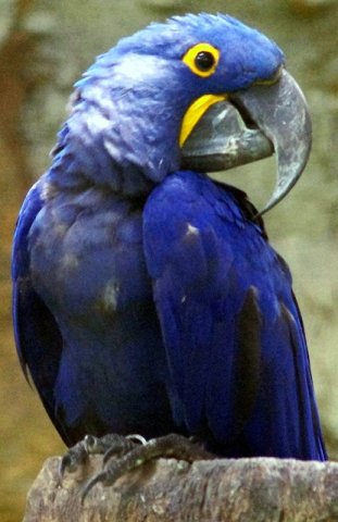 image macaw-hyacinth-macaw-anodorhynchus-hyacinthinus-2-2010-jpg