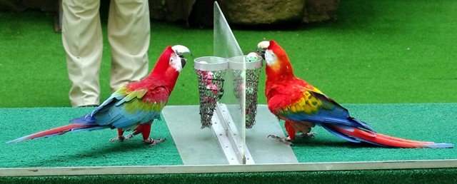 image macaw-red-and-green-macaw-barry-l-and-scarlet-macaw-cocky-r-2010-jpg